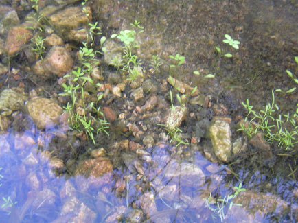 Piante acquatiche!!